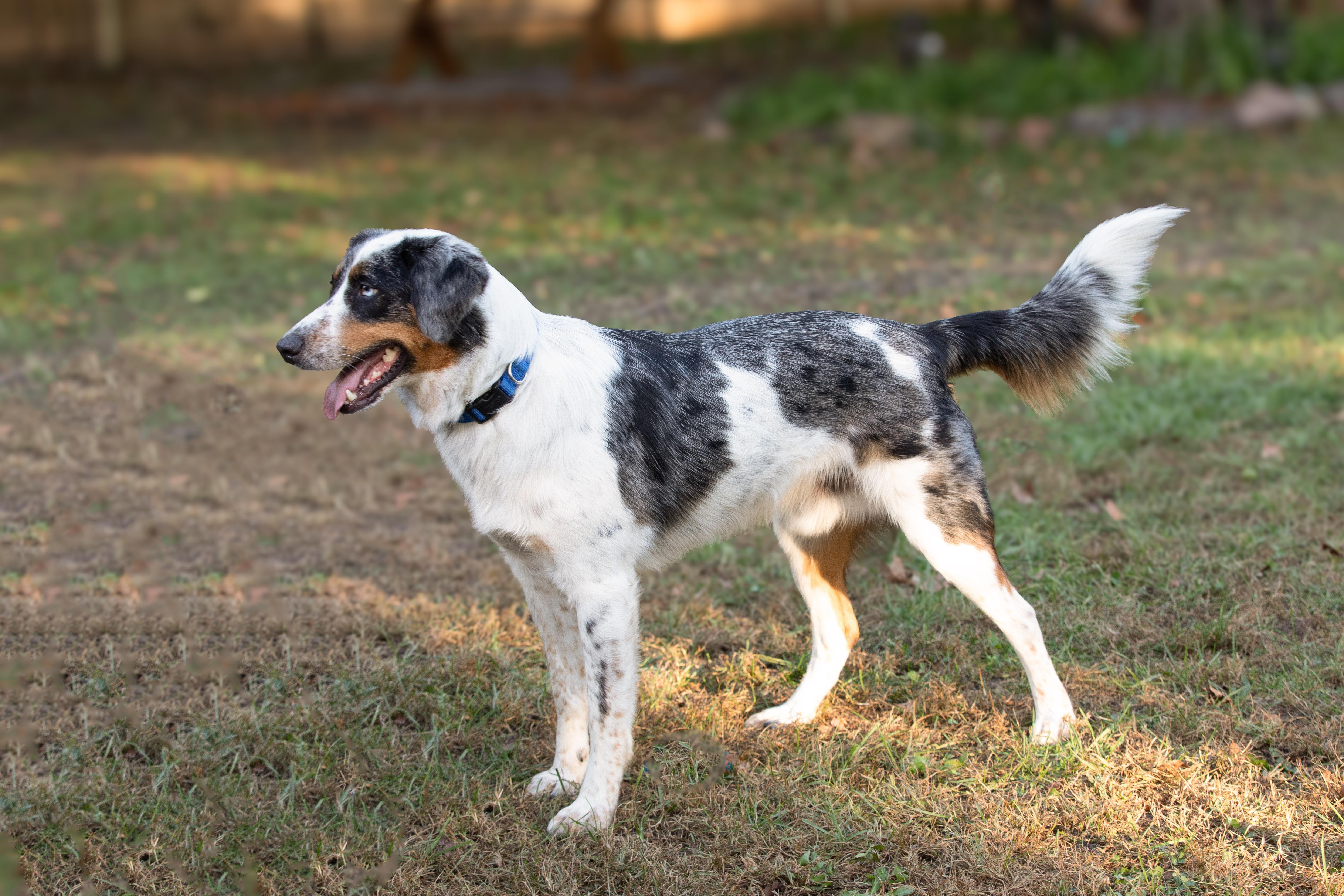 Buddy, an adoptable Australian Shepherd in Farmington, MN, 55024 | Photo Image 4