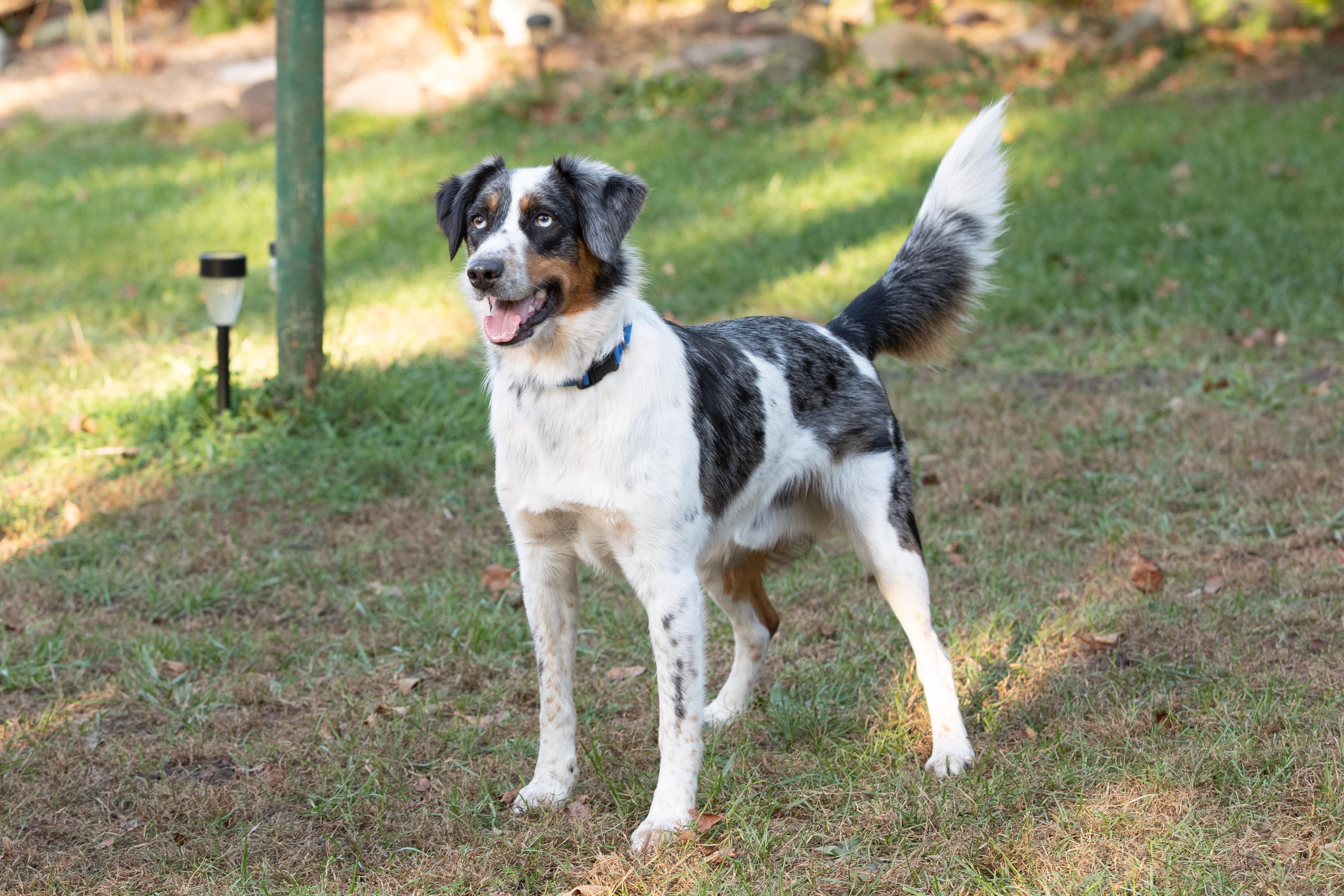 Buddy, an adoptable Australian Shepherd in Farmington, MN, 55024 | Photo Image 2