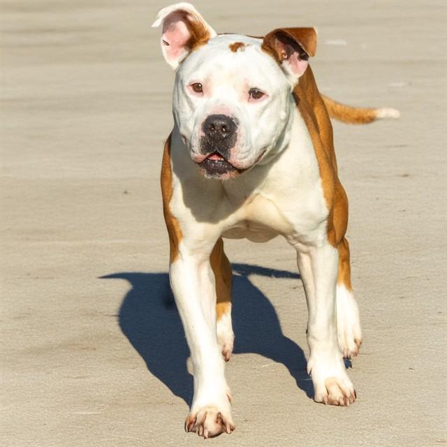 BRUCE, Adoptable, Adult Male Pit Bull Terrier.
