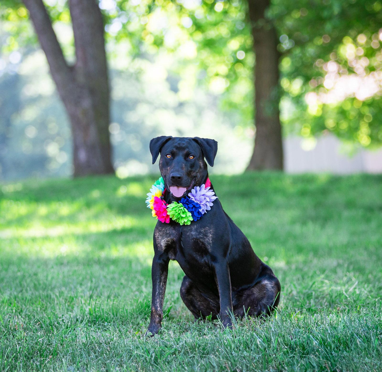 Enlarge Gerri, a Adoptable Labrador Retriever in Coatesville, PA image 1/3