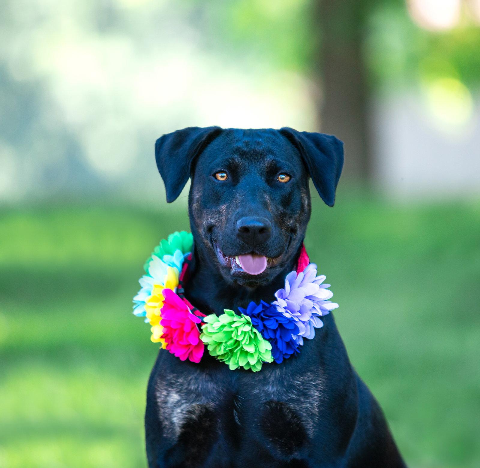 Enlarge Gerri, a Adoptable Labrador Retriever in Coatesville, PA image 2/3