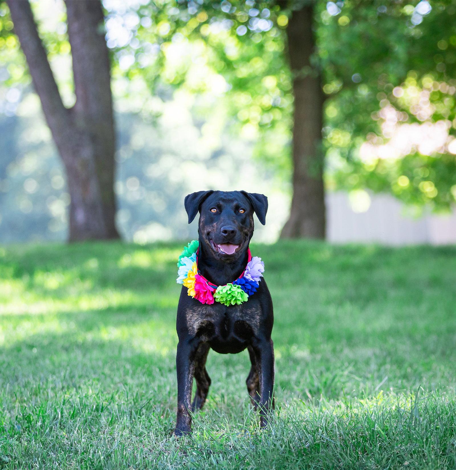 Enlarge Gerri, a Adoptable Labrador Retriever in Coatesville, PA image 3/3