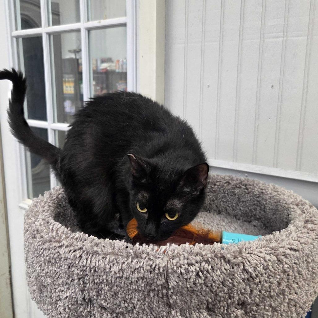 Mama Pepper, Adoptable, Young Female Domestic Short Hair.