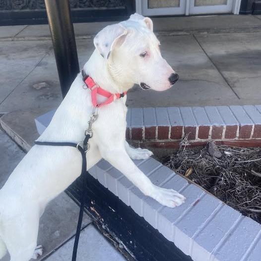 Merica, Adoptable, Young Female Mixed Breed.