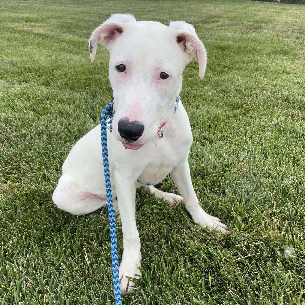 Merica — thumbnail 2