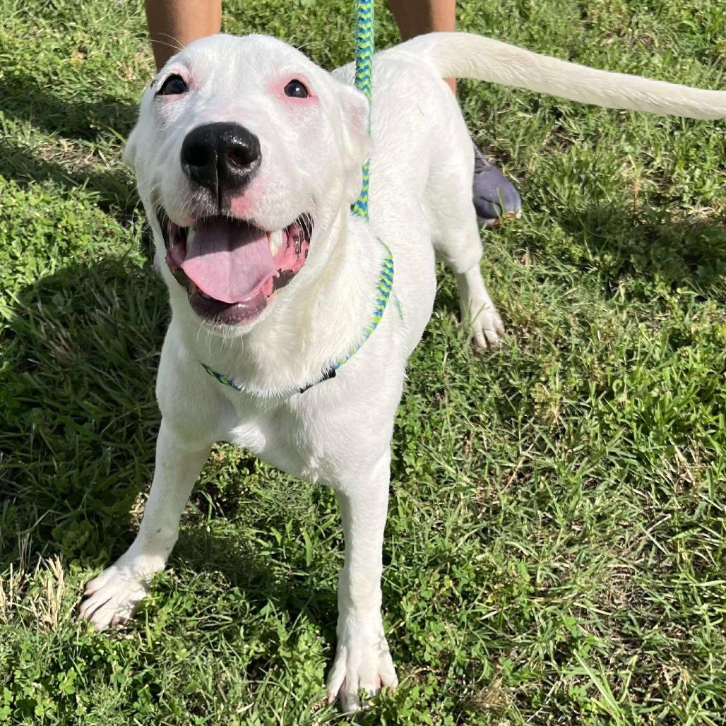 Merica — thumbnail 3