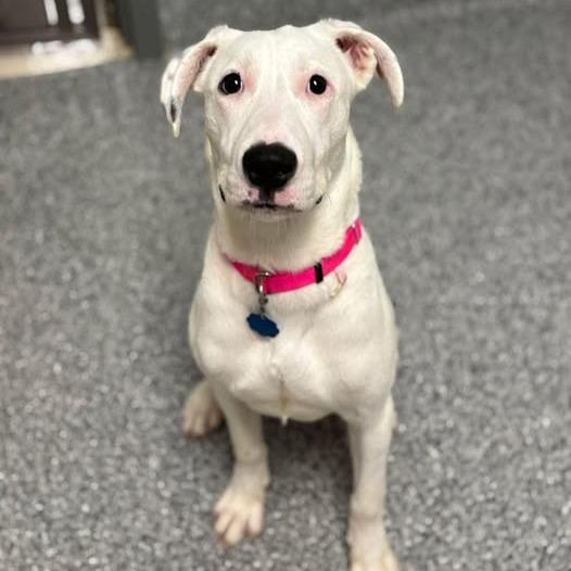 Merica — thumbnail 4