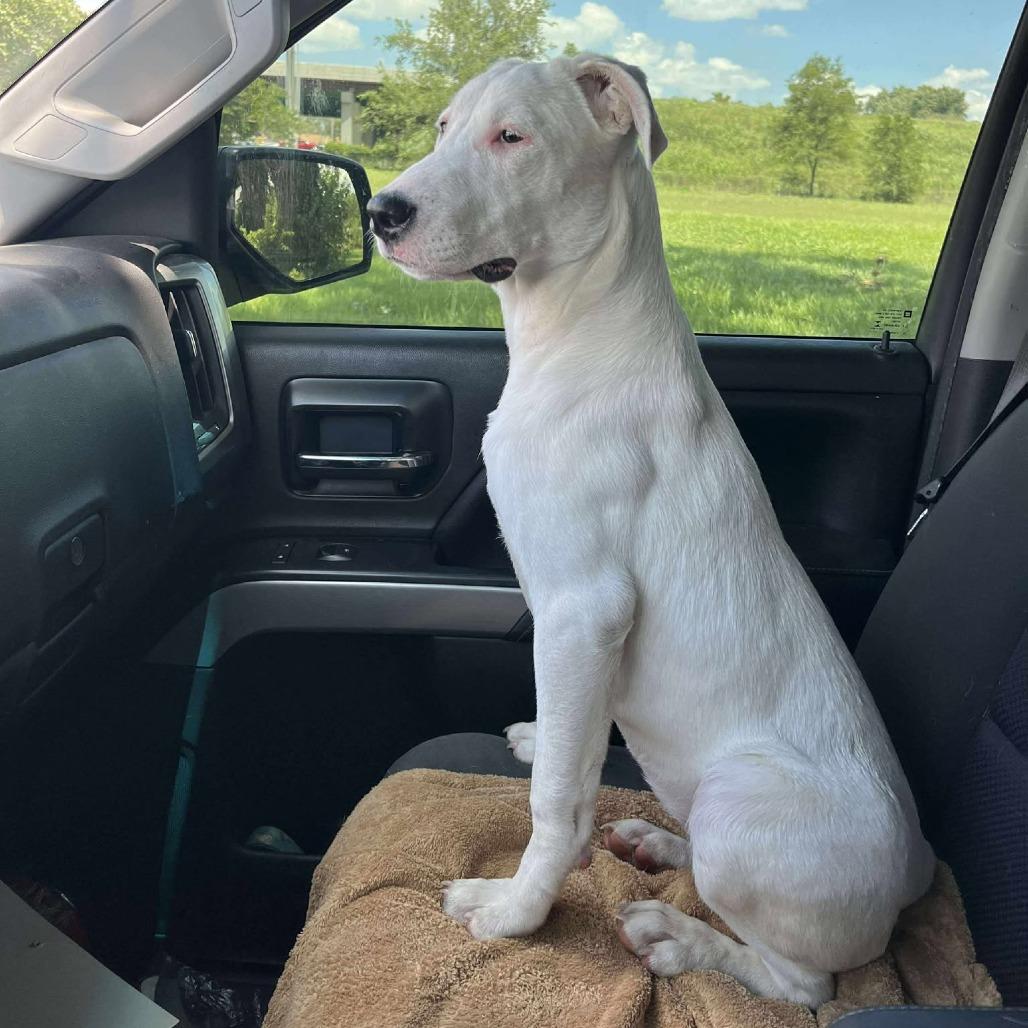 Merica — thumbnail 5