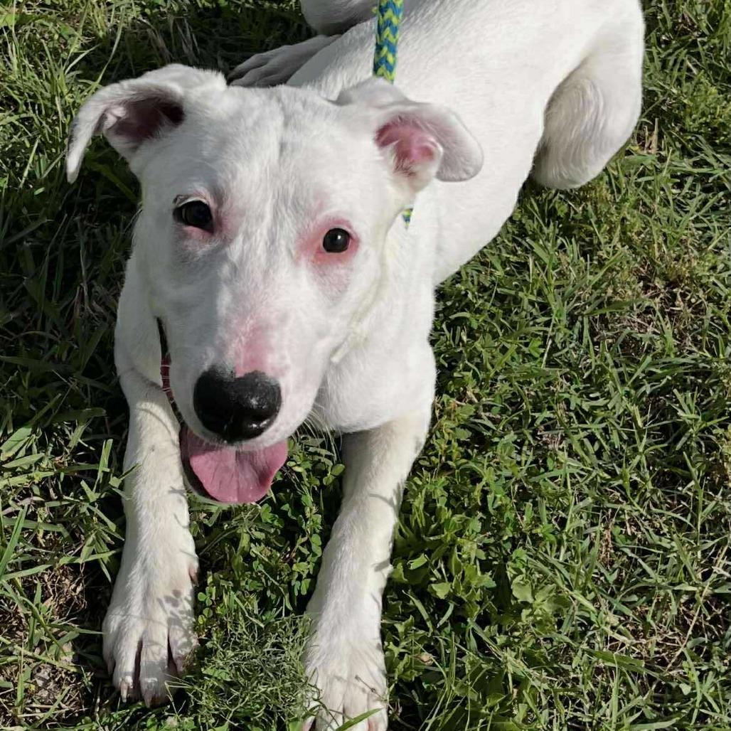 Merica — thumbnail 6