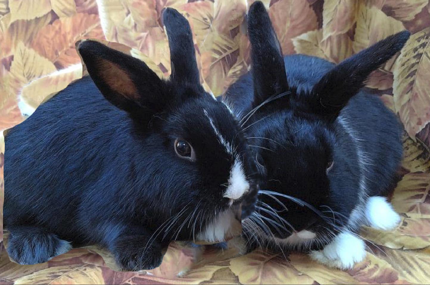 Drew/Socks, adoptable, Young Male Dutch.