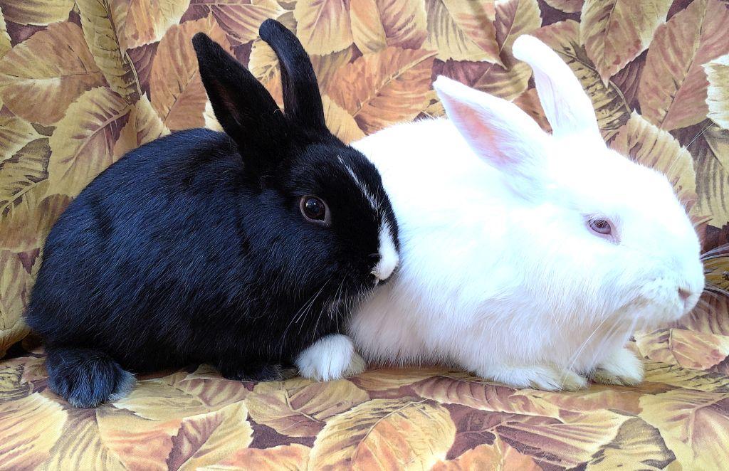 Enlarge Oswald/Andrew, a ADOPTABLE mixed breed in Goleta, CA image 1/1