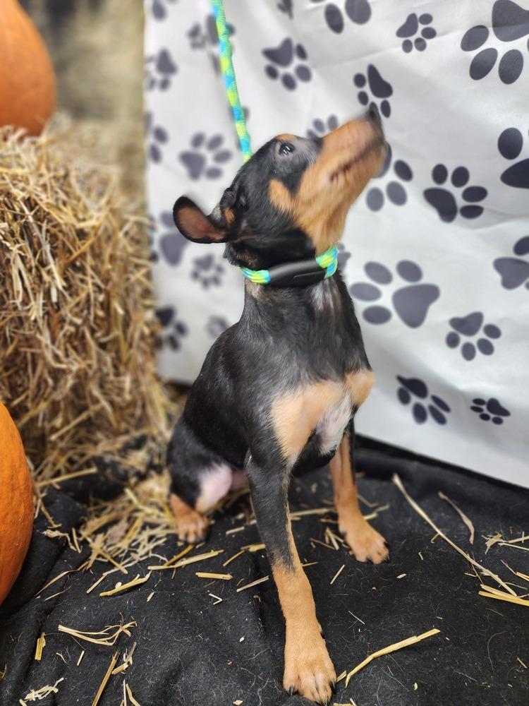 Enlarge Finnegan, a Adoptable mixed breed in Waterloo, IN image 1/6