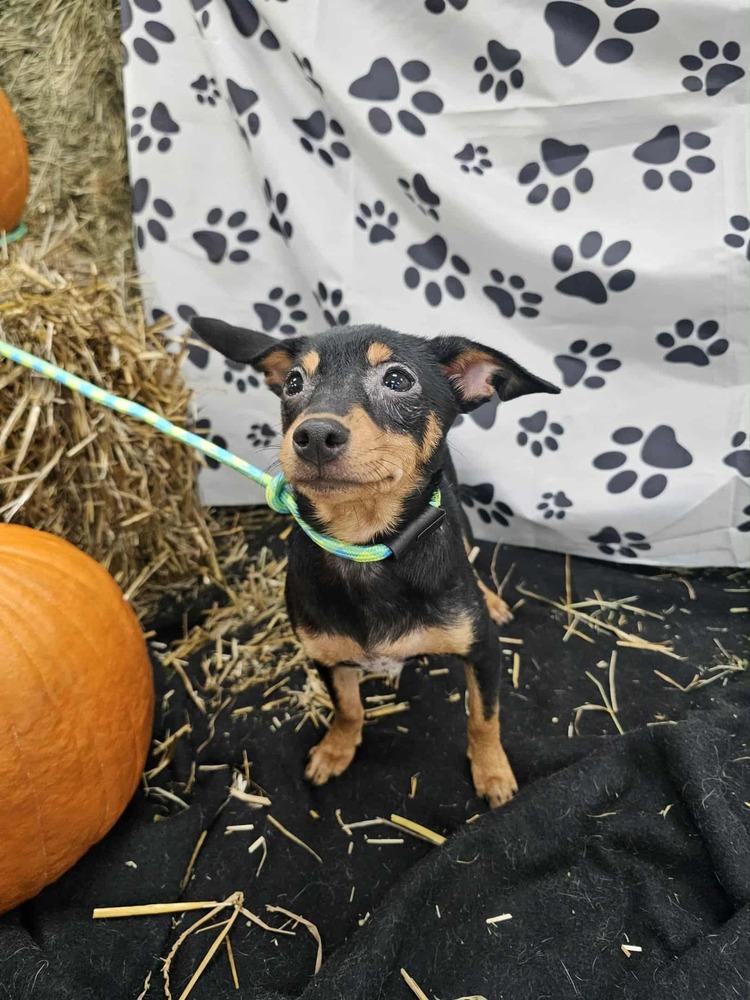 Enlarge Finnegan, a Adoptable mixed breed in Waterloo, IN image 2/6