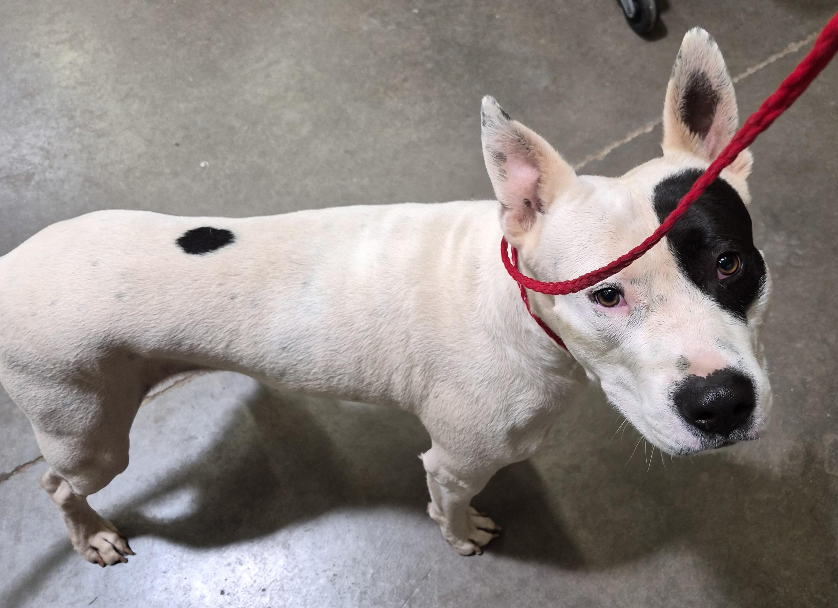 Enlarge Cash, a ADOPTABLE mixed breed in Sierra Vista, AZ image 2/2