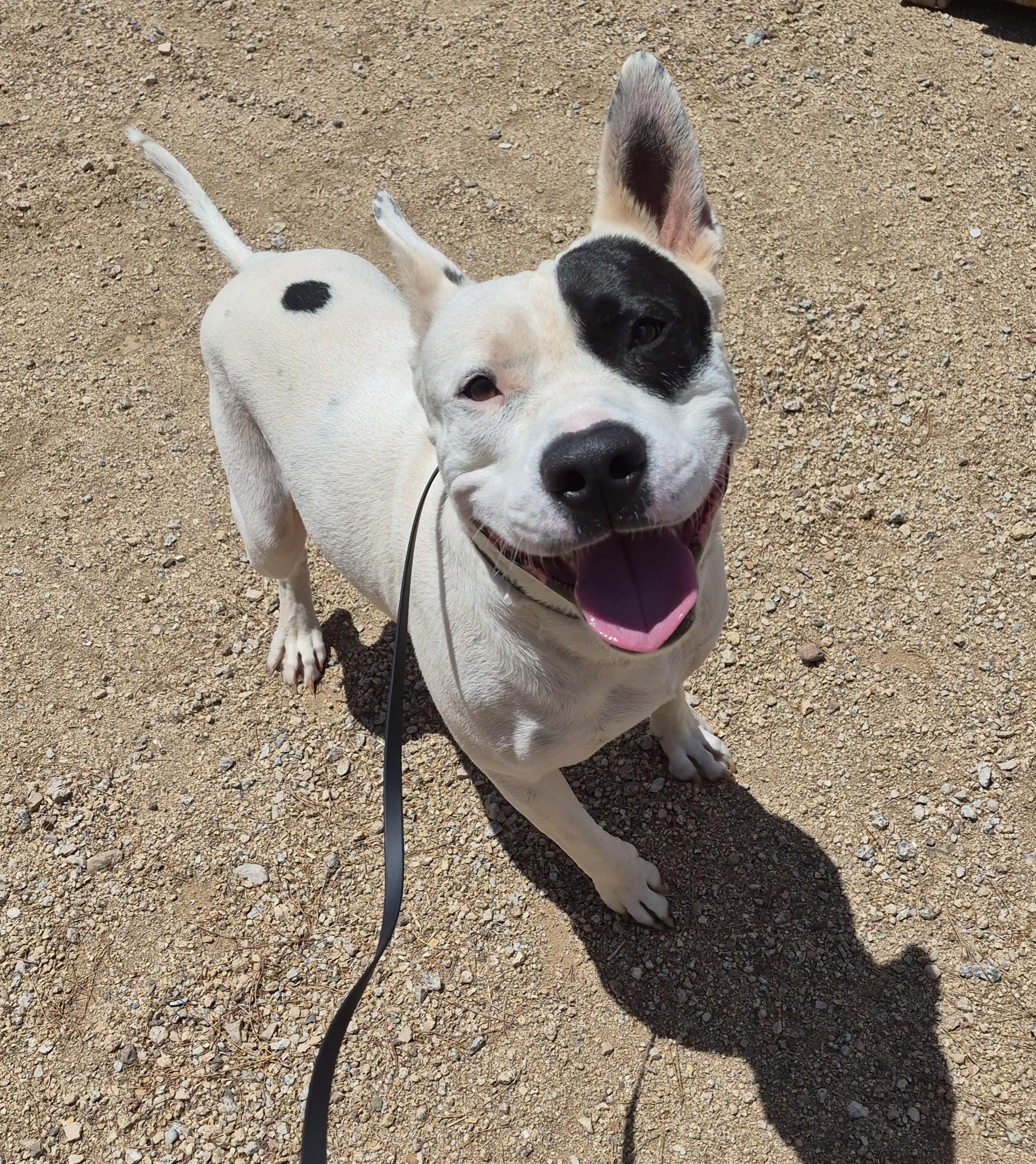 Enlarge Cash, a ADOPTABLE mixed breed in Sierra Vista, AZ image 1/2
