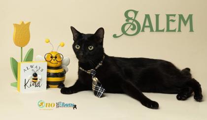 Salem, Adoptable, Adult Male Domestic Short Hair & Domestic Short Hair.