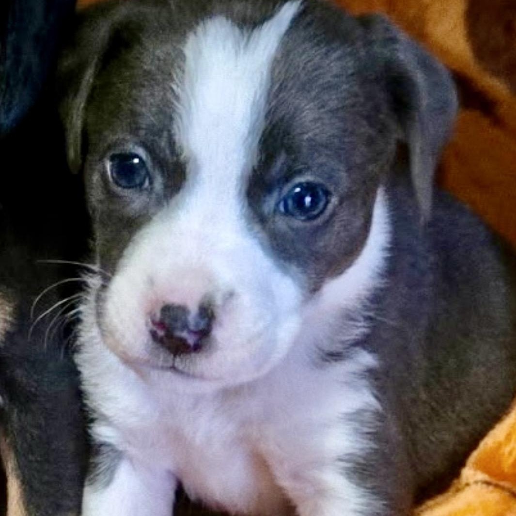 Queen , Adoptable, Puppy Female Dachshund.