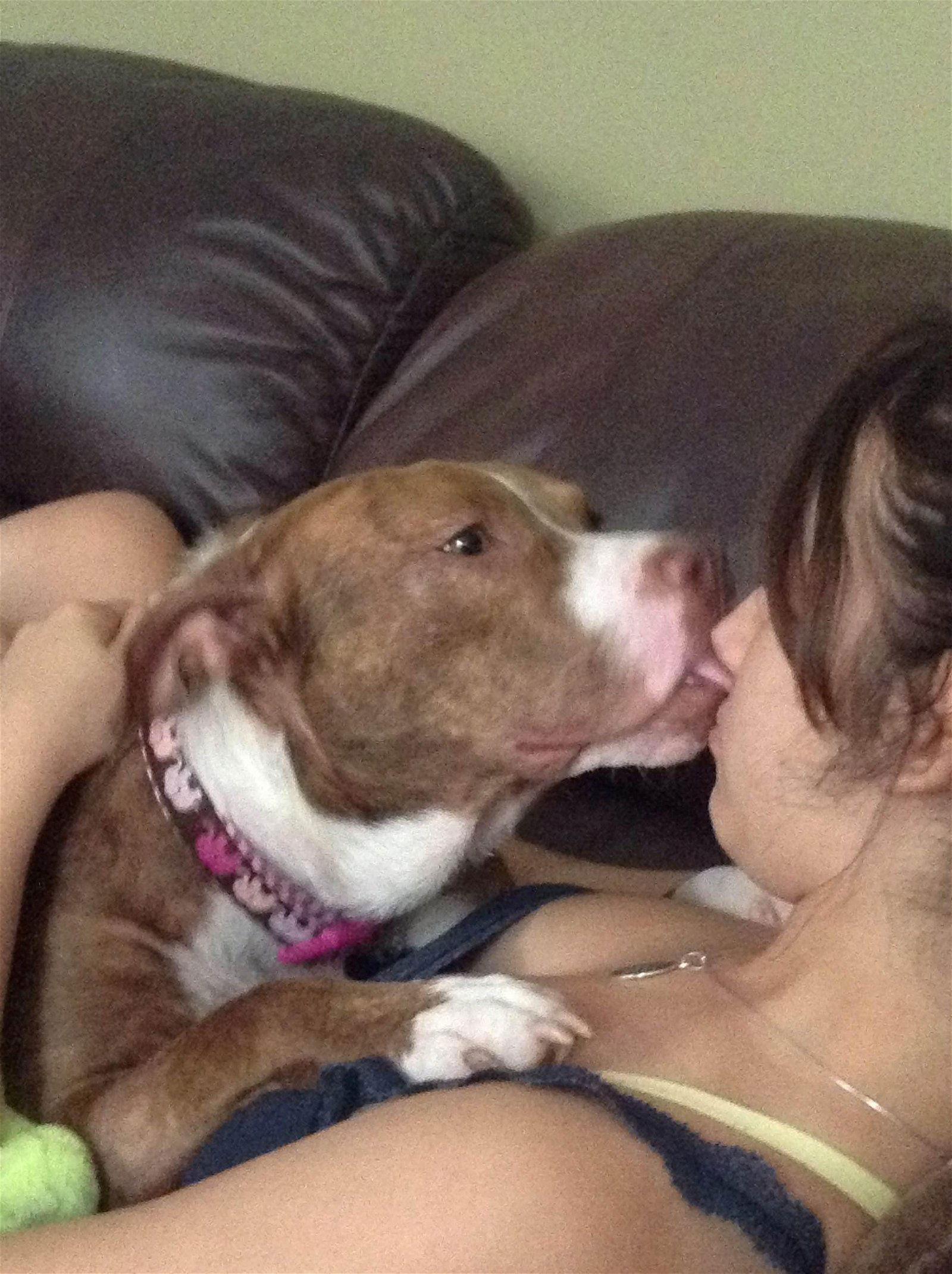 Gianna, Adoptable, Senior Female Pit Bull Terrier.