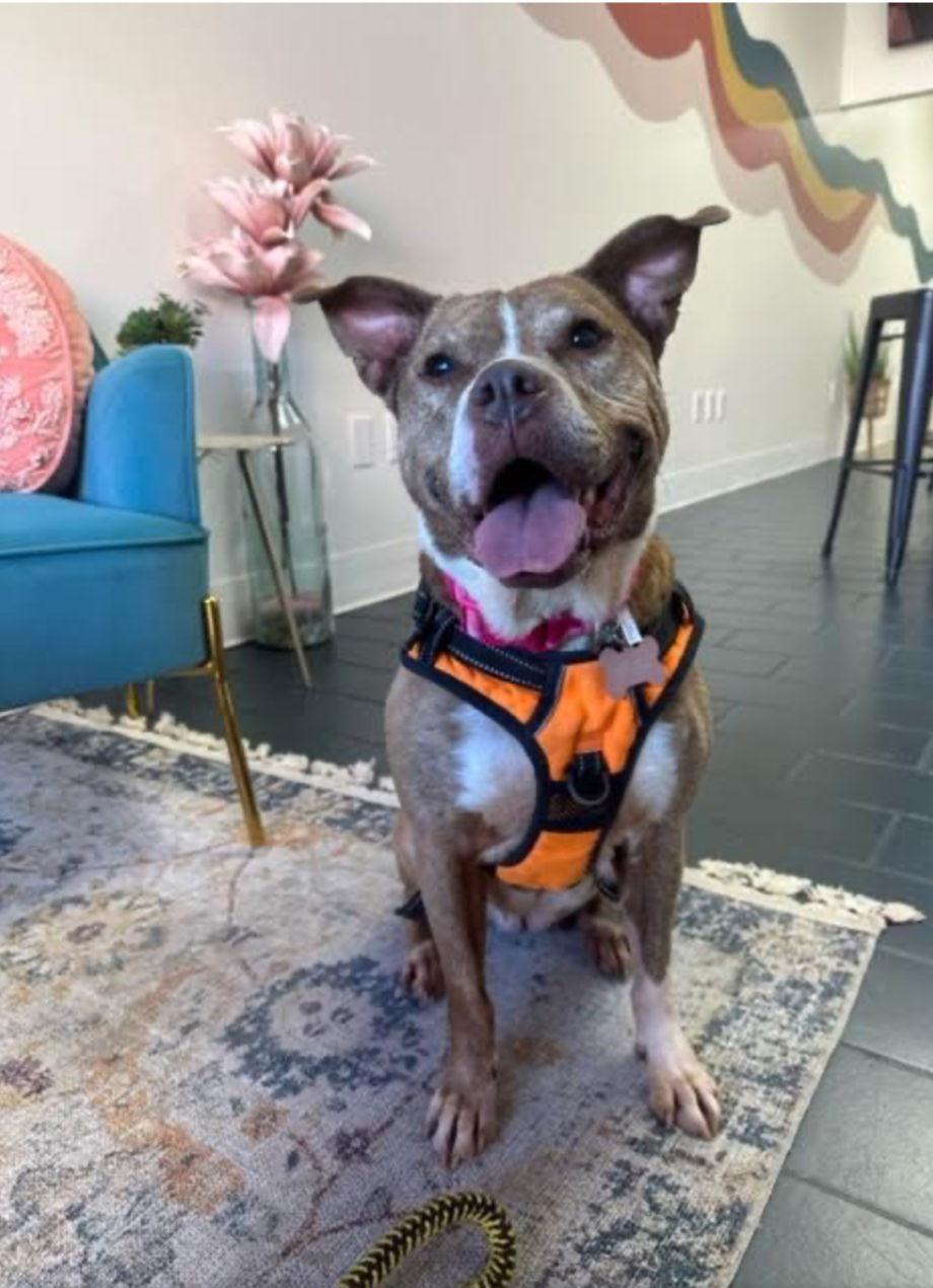 Gianna, a Adoptable Pit Bull Terrier in Alpharetta, GA image 1/6