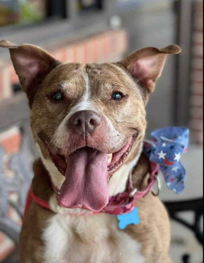Gianna, a Adoptable Pit Bull Terrier in Alpharetta, GA image 2/6