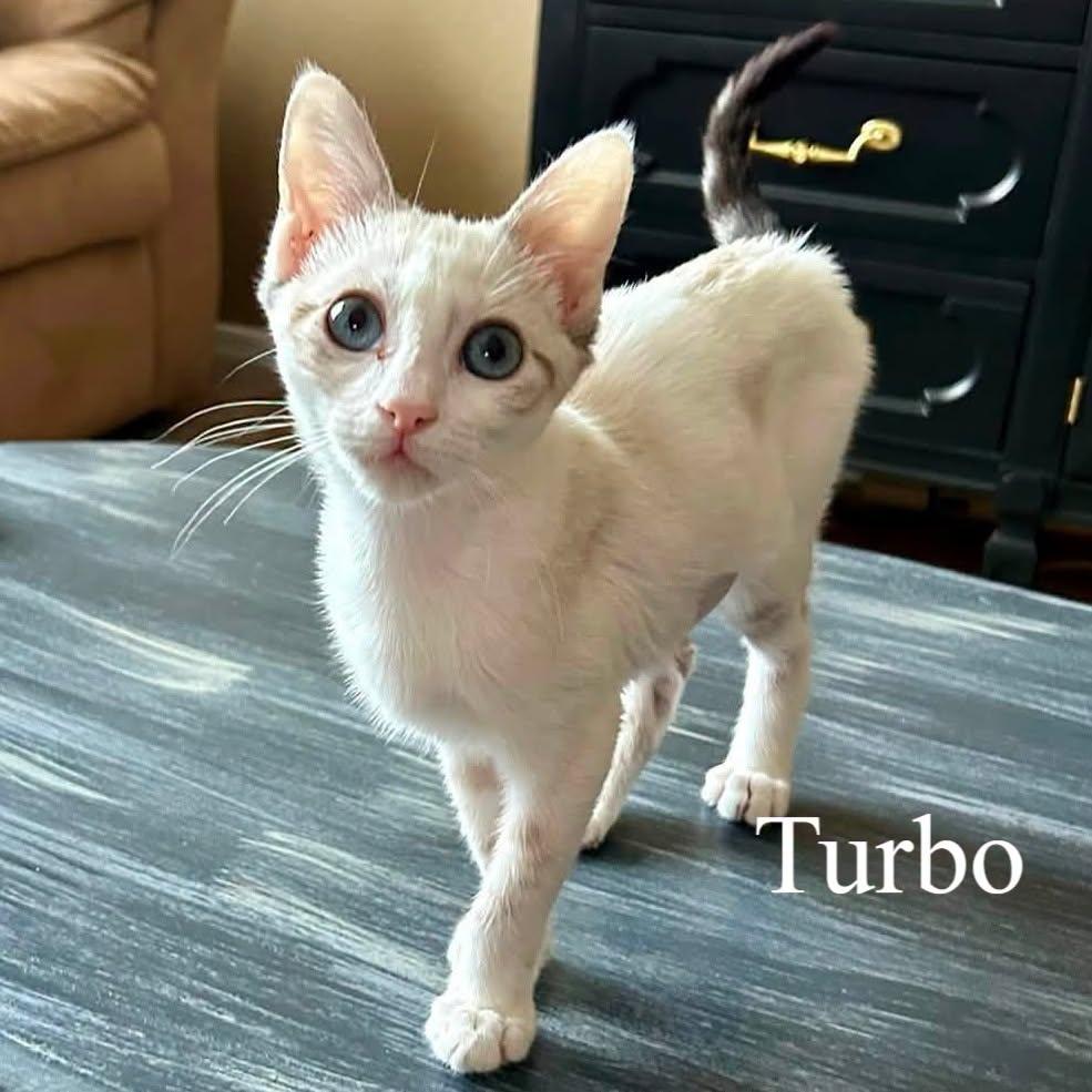 Turbo, an adopted mixed breed in Queen Creek, AZ image 1/3