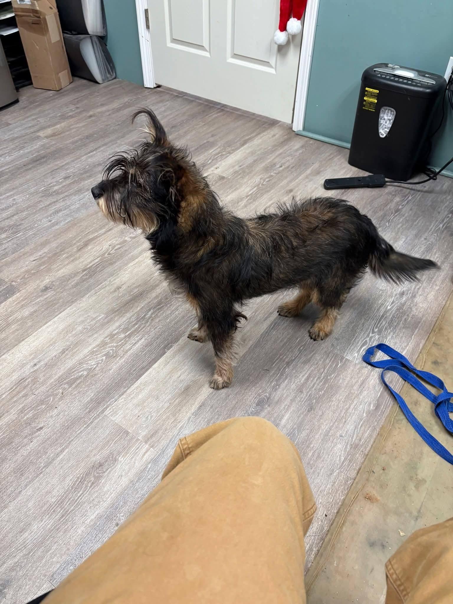 Enlarge Rollie, a ADOPTABLE Terrier in Shelbyville, TN image 2/3