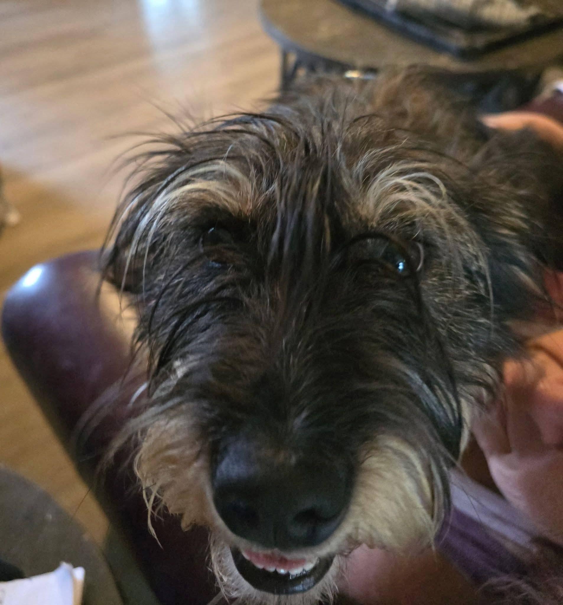 Rollie, ADOPTABLE, Adult Female Terrier.