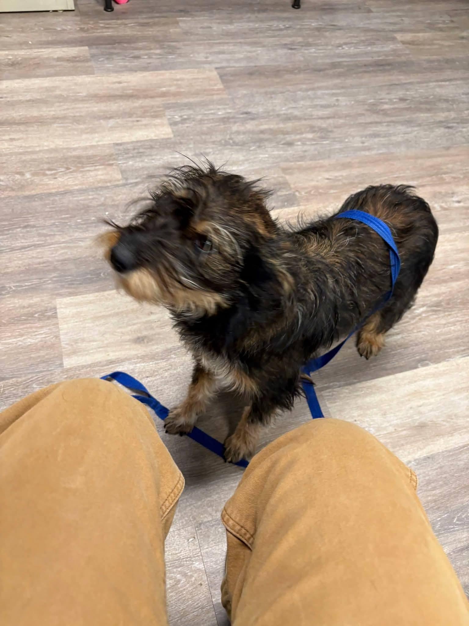 Enlarge Rollie, a ADOPTABLE Terrier in Shelbyville, TN image 3/3