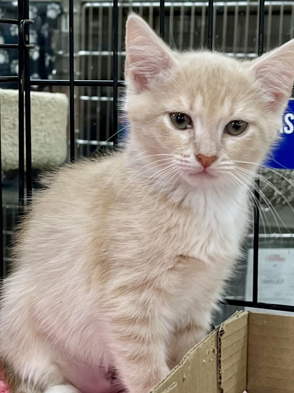 Enlarge Xena, a Adopted Domestic Short Hair in Snellville, GA image 2/6