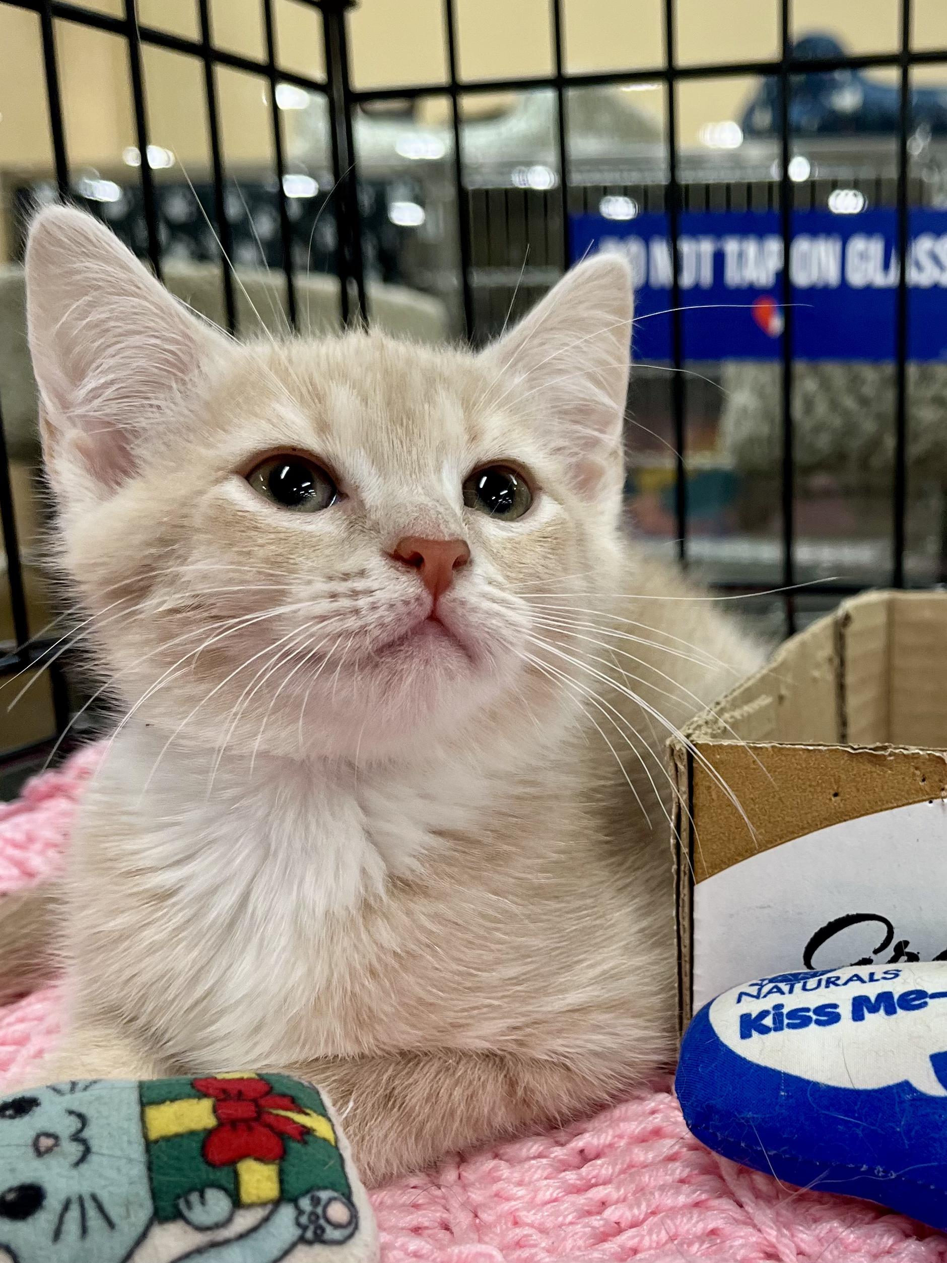 Enlarge Xena, a Adopted Domestic Short Hair in Snellville, GA image 3/6