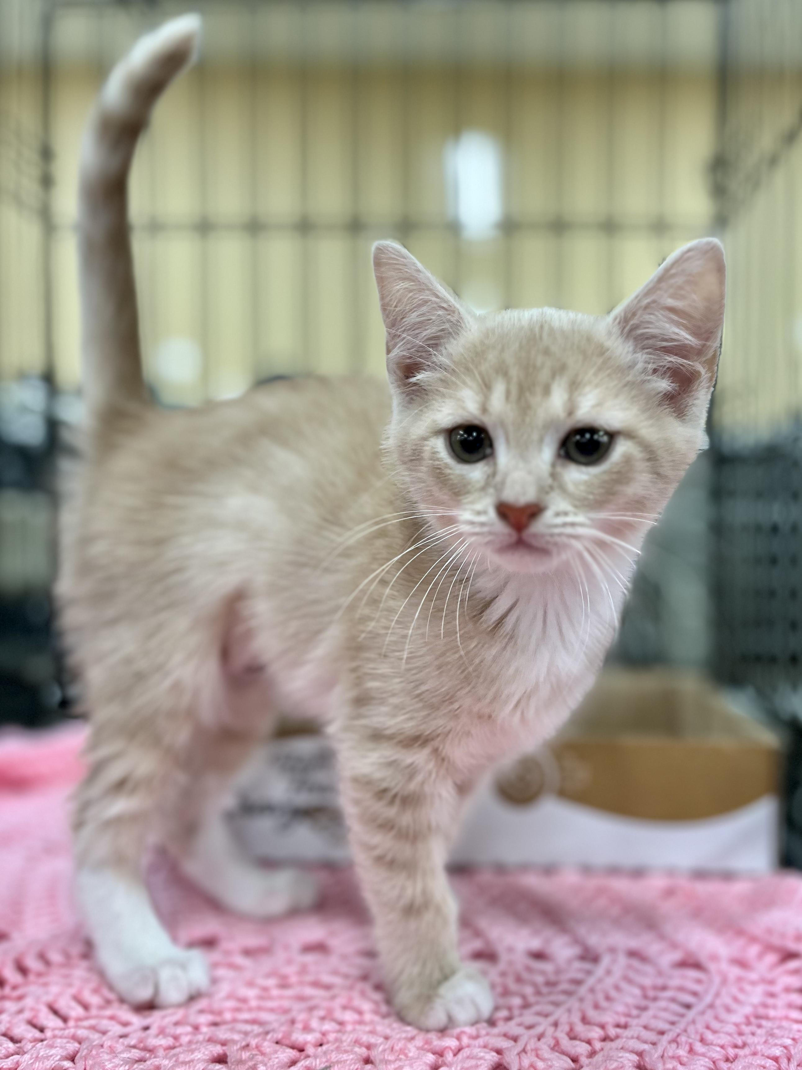 Enlarge Xena, a Adopted Domestic Short Hair in Snellville, GA image 4/6