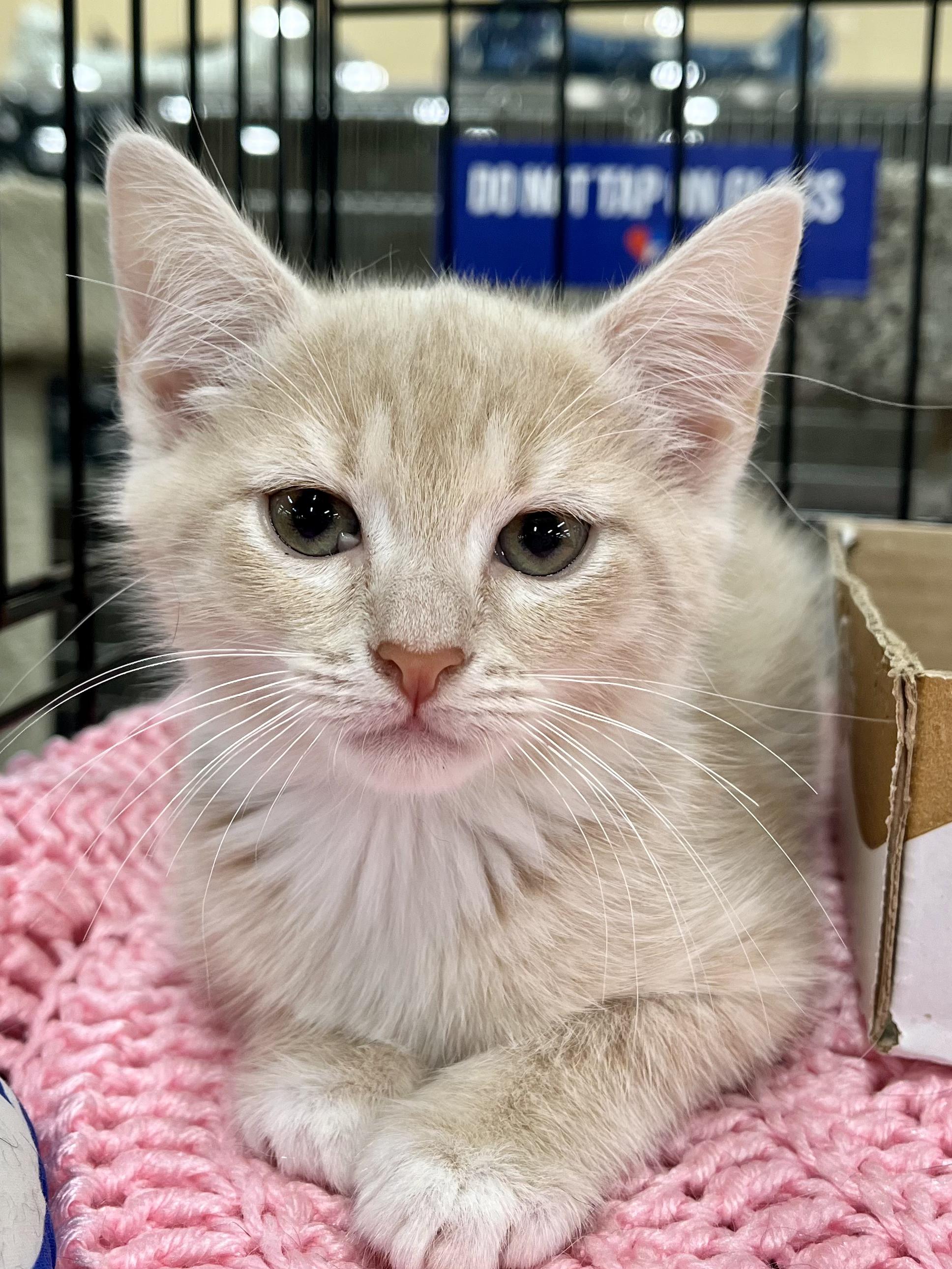 Enlarge Xena, a Adopted Domestic Short Hair in Snellville, GA image 1/6