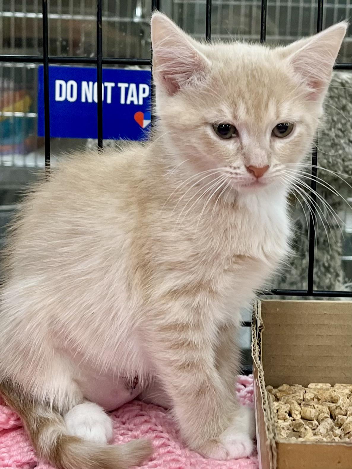 Enlarge Xena, a Adopted Domestic Short Hair in Snellville, GA image 5/6