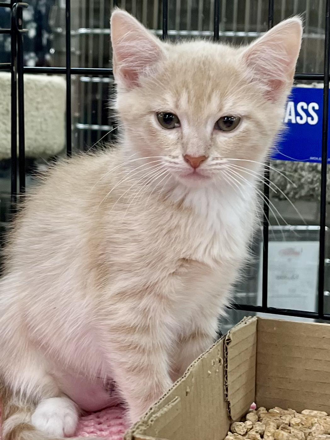 Enlarge Xena, a Adopted Domestic Short Hair in Snellville, GA image 6/6