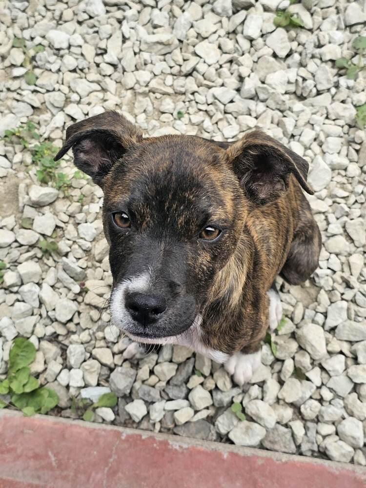 Jamie, Adoptable, Puppy Male Hound & Mixed Breed.