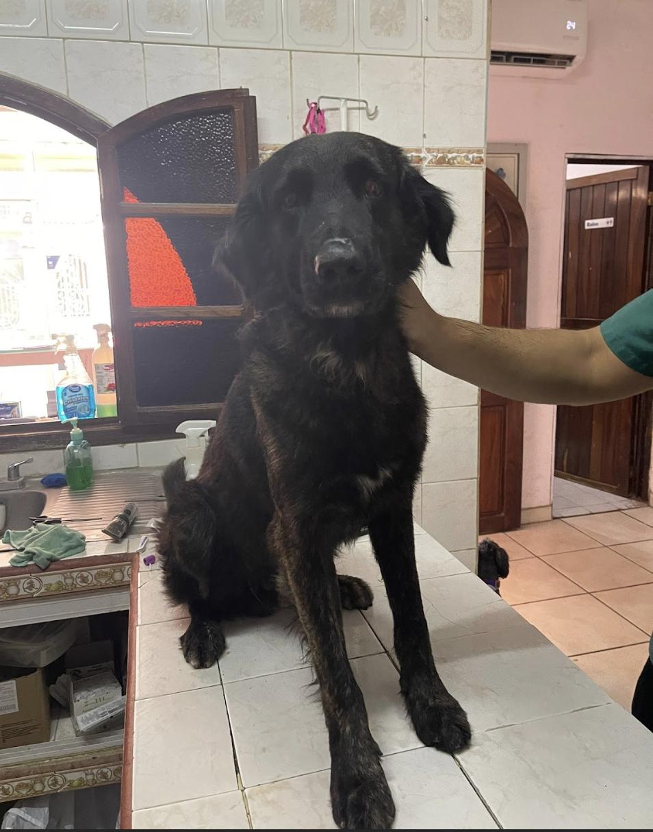 Enlarge Buddy, a Adoptable mixed breed in EL COLORADO, JAL image 1/6