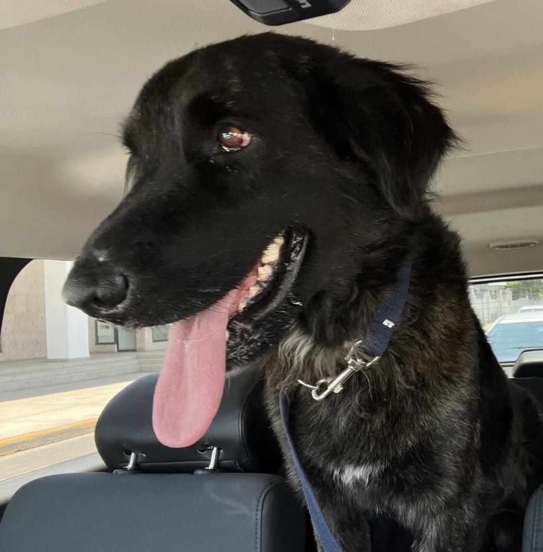 Enlarge Buddy, a Adoptable mixed breed in EL COLORADO, JAL image 2/6