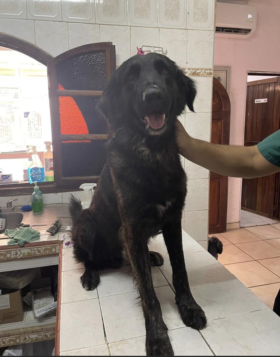 Enlarge Buddy, a Adoptable mixed breed in EL COLORADO, JAL image 3/6