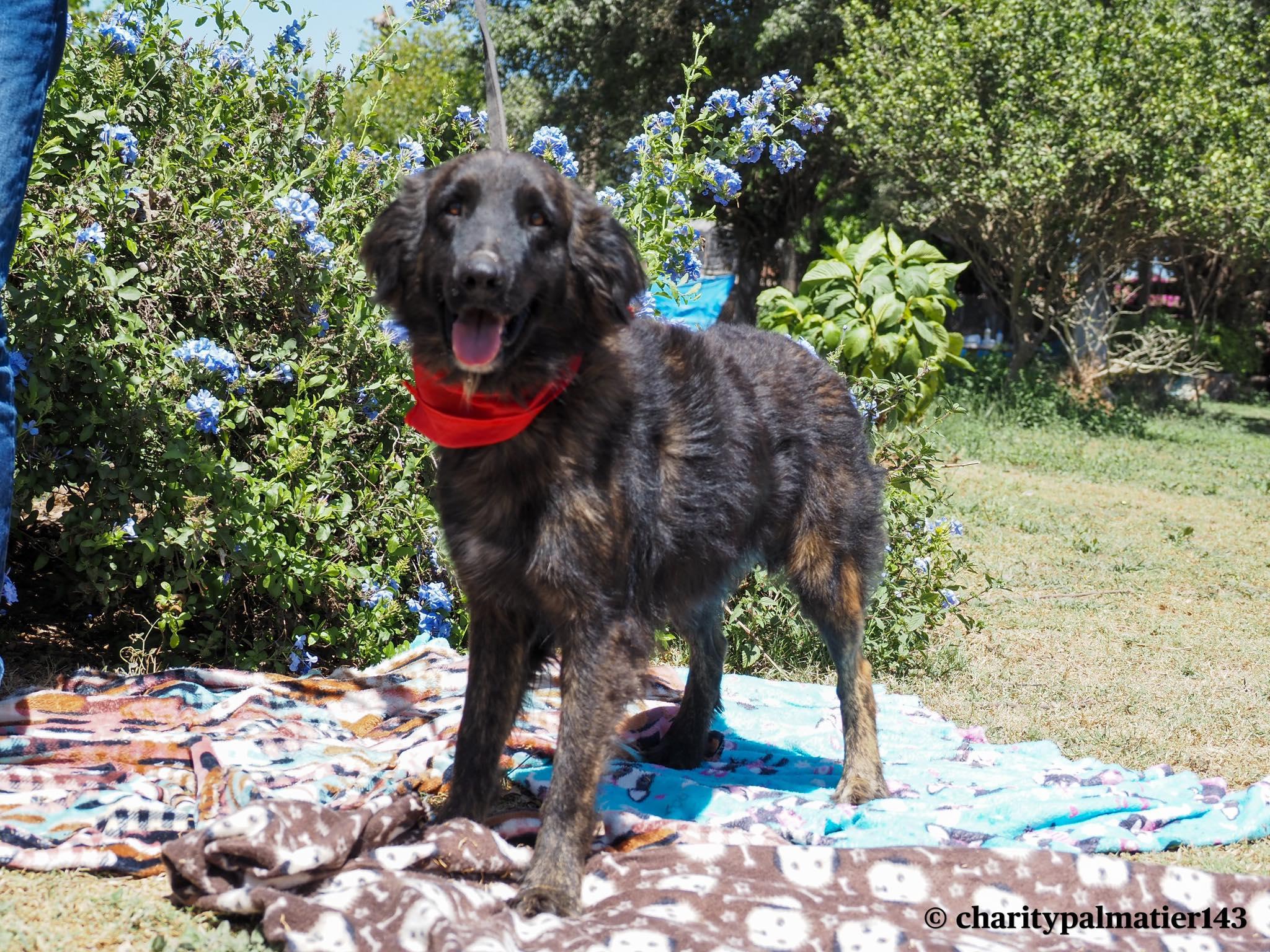 Buddy, Adoptable, Adult Male Mixed Breed & Affenpinscher.