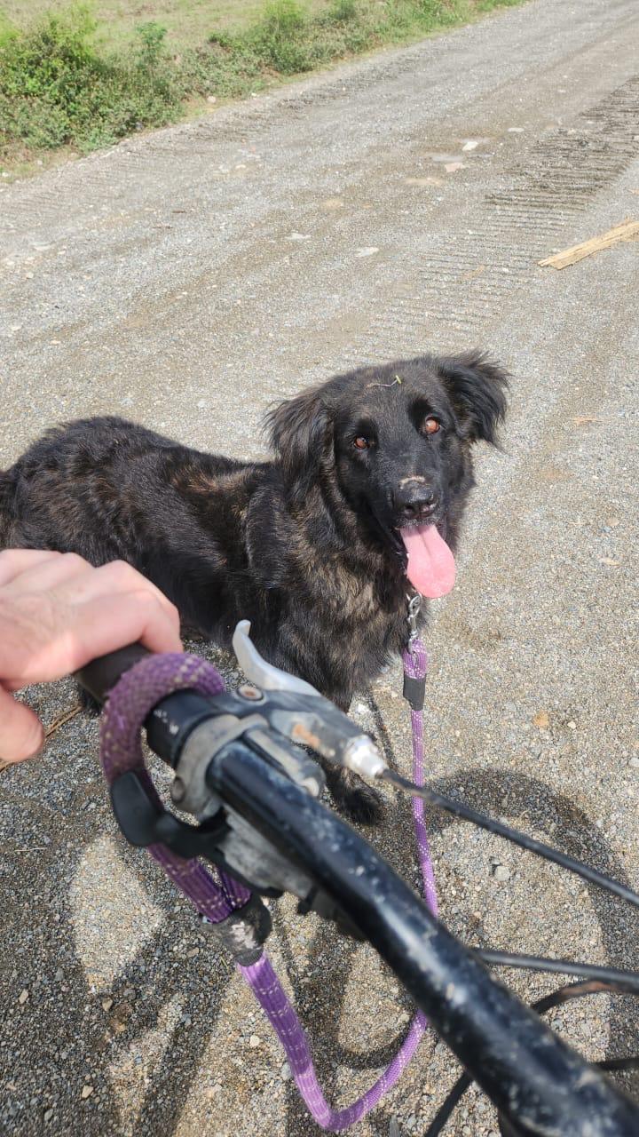Enlarge Buddy, a Adoptable mixed breed in EL COLORADO, JAL image 5/6