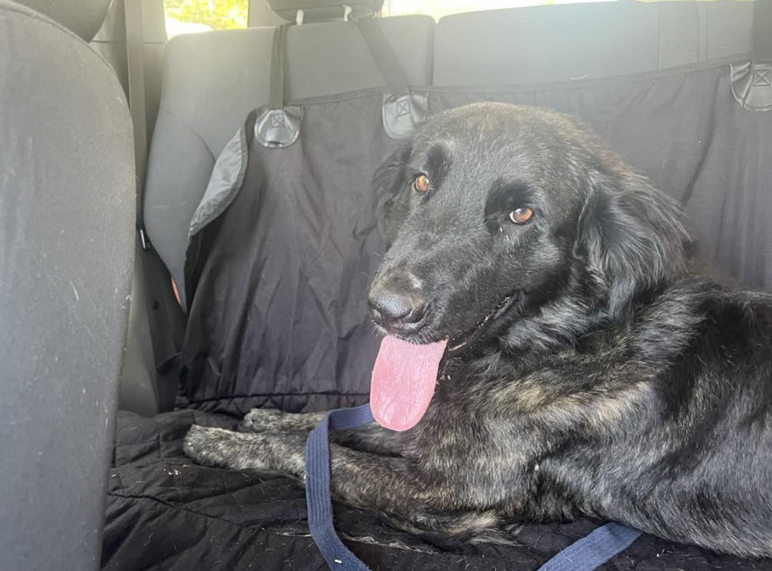 Enlarge Buddy, a Adoptable mixed breed in EL COLORADO, JAL image 6/6