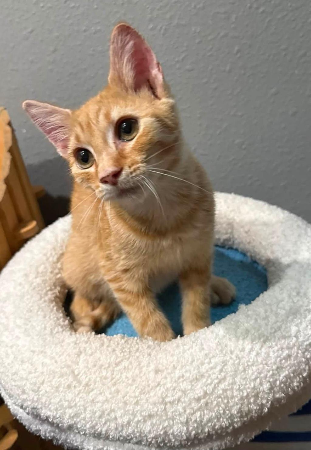 Tyke, Adopted, Kitten Male Domestic Short Hair.