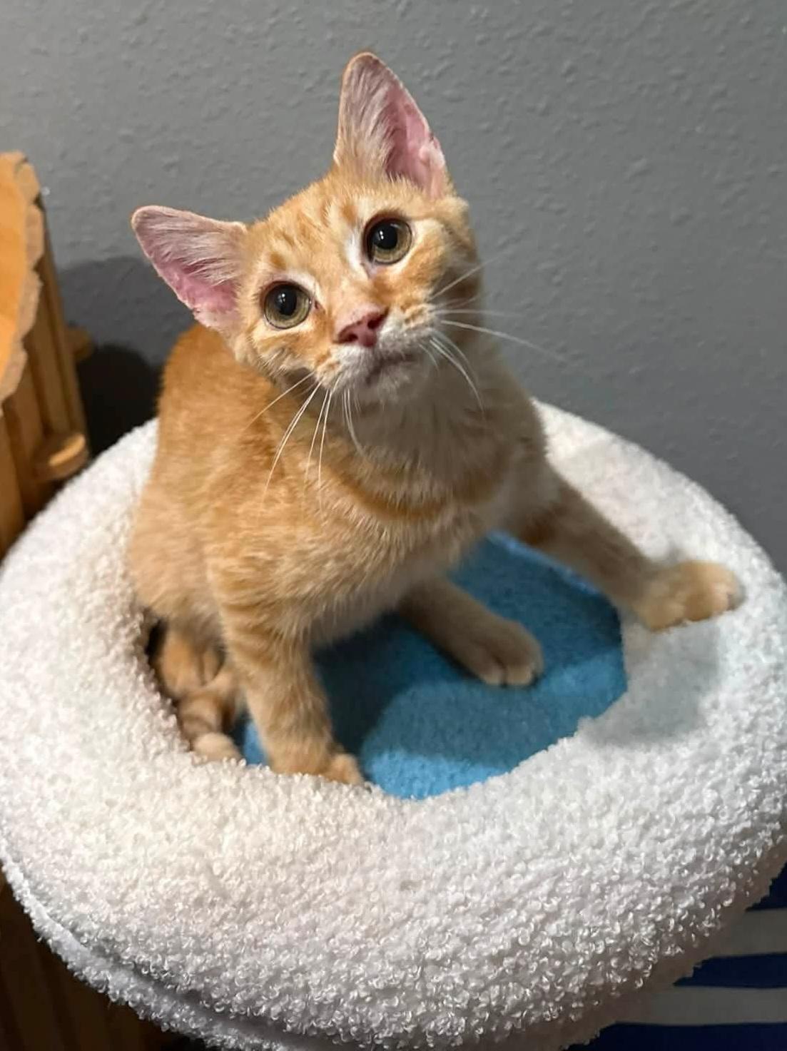 Enlarge Tyke, a Adopted mixed breed in Sioux City, IA image 2/3