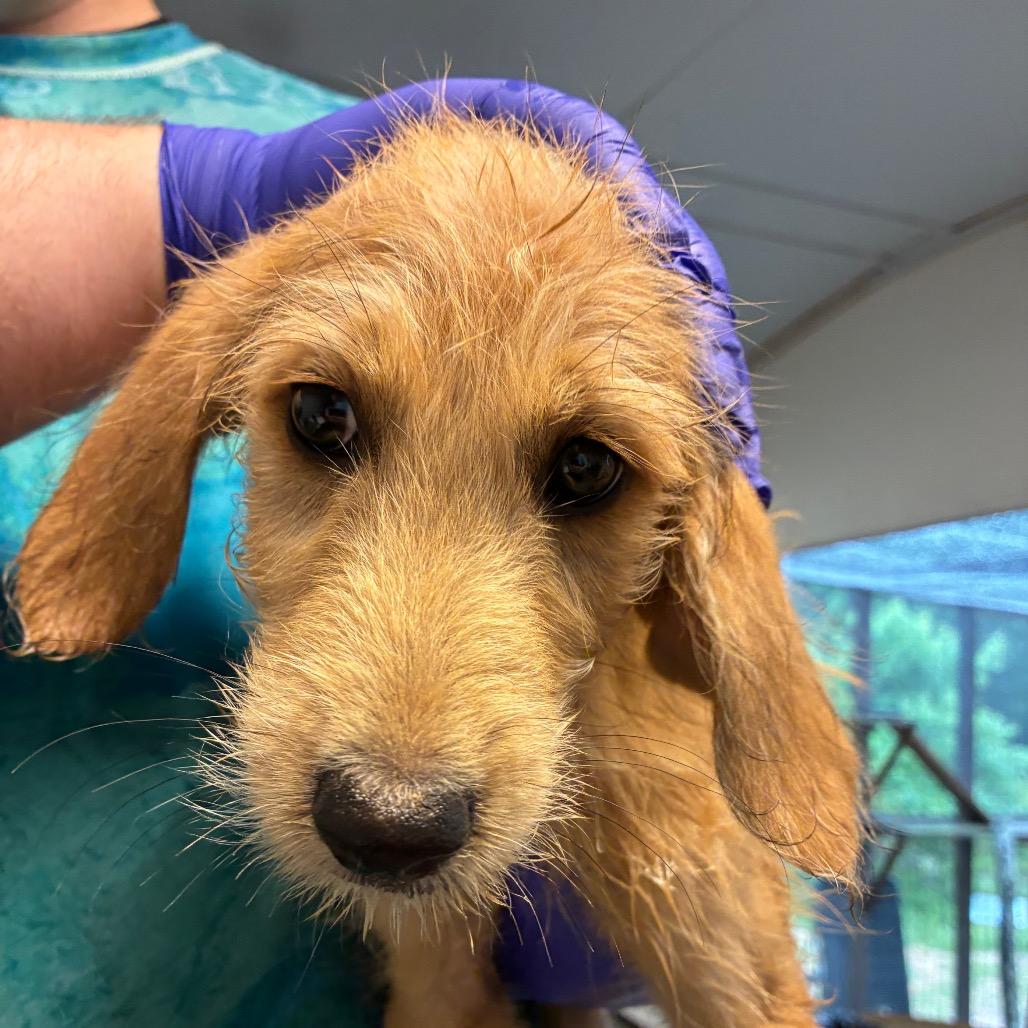 Enlarge Aioli, a Adoptable mixed breed in Hattiesburg, MS image 1/2