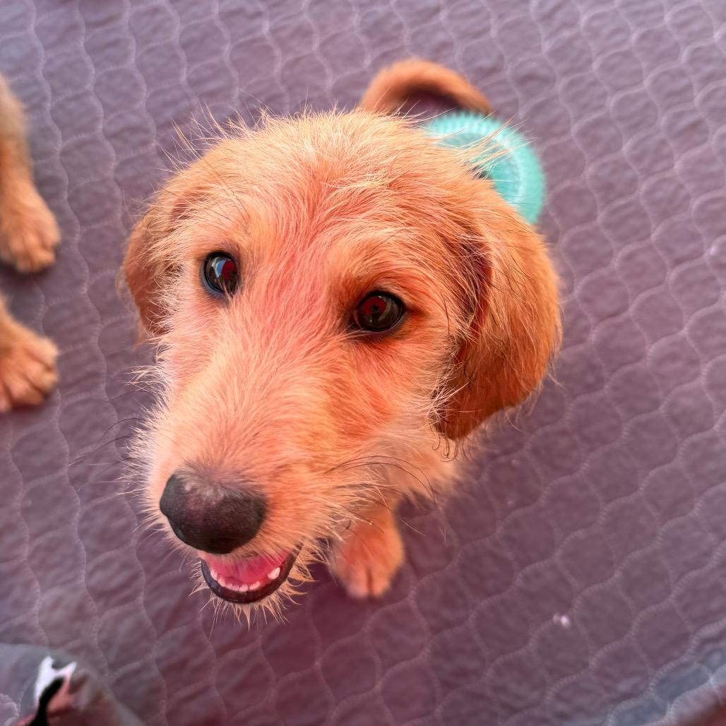 Enlarge Aioli, a Adoptable mixed breed in Hattiesburg, MS image 2/2