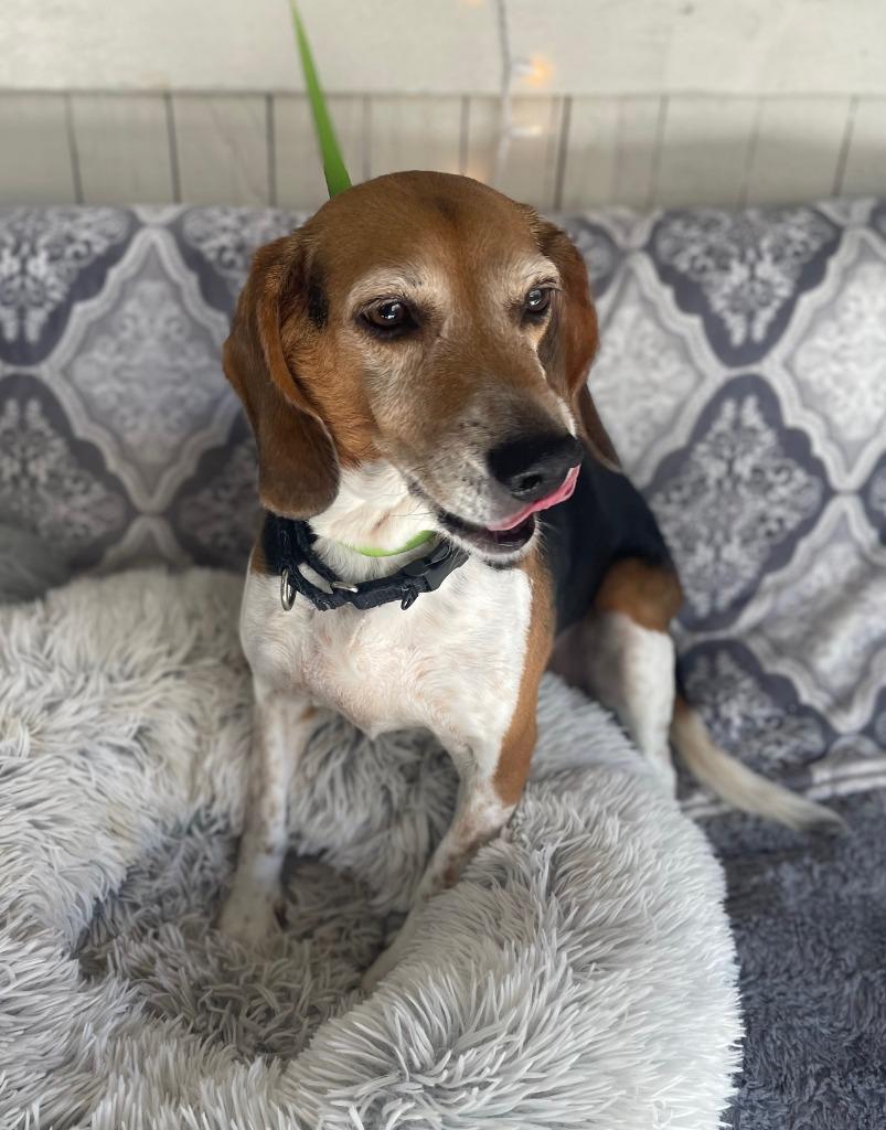 Enlarge Ms. Zoey, a Adoptable Beagle in Fort Worth, TX image 1/3