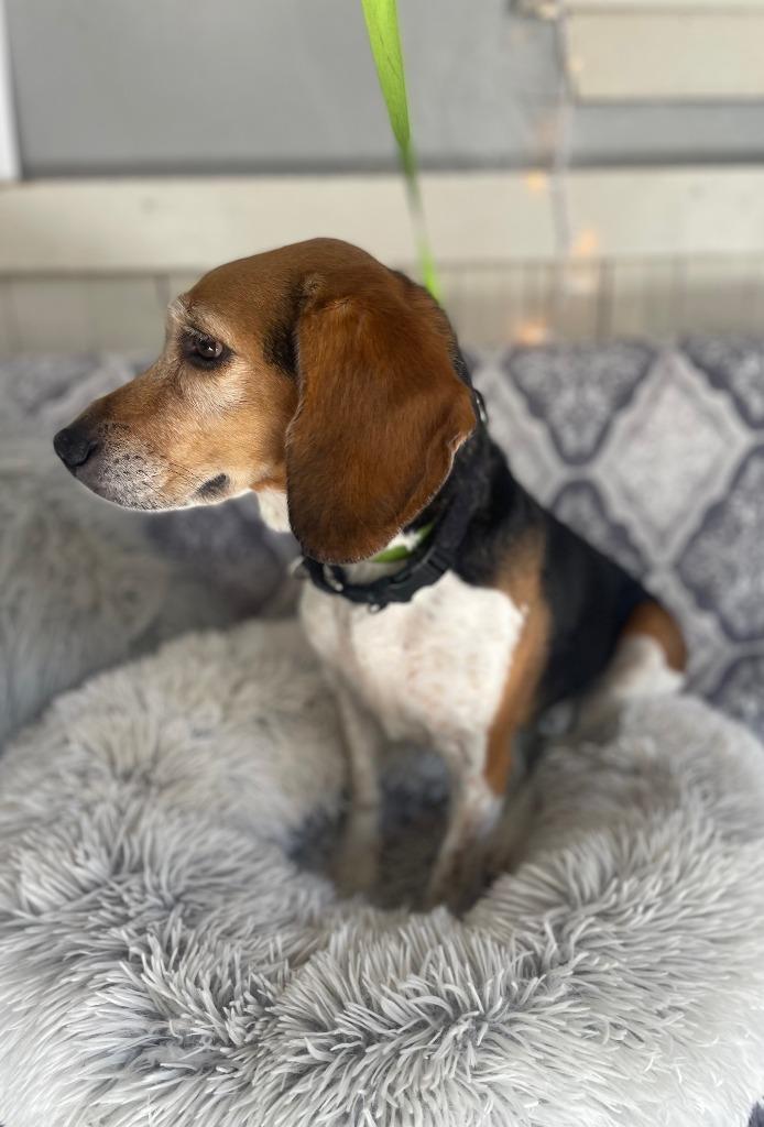 Enlarge Ms. Zoey, a Adoptable Beagle in Fort Worth, TX image 2/3