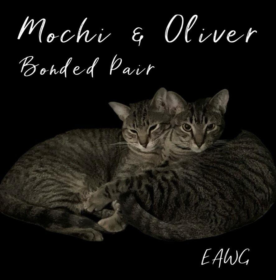 Mochi, a Adoptable mixed breed in Pensacola, FL image 2/3