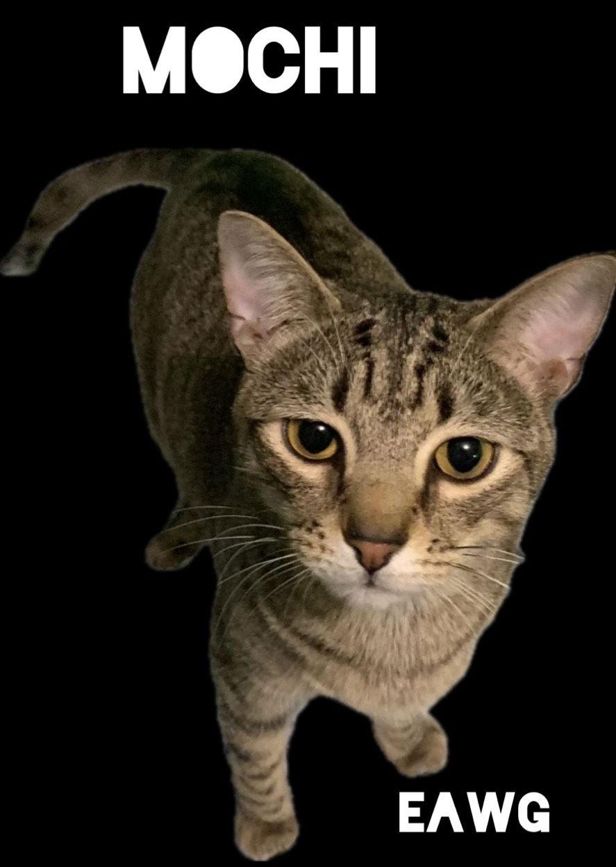 Mochi, a Adoptable mixed breed in Pensacola, FL image 3/3