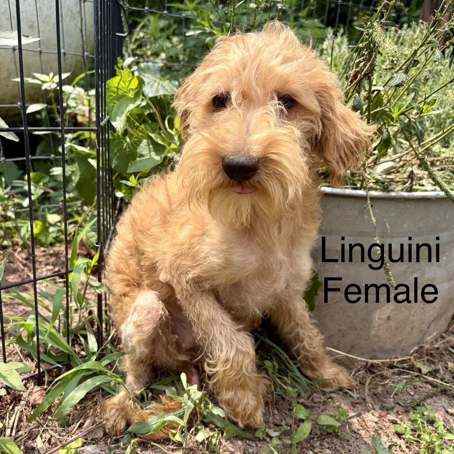 Pasta Puppies, a ADOPTABLE mixed breed in High View, WV image 3/3